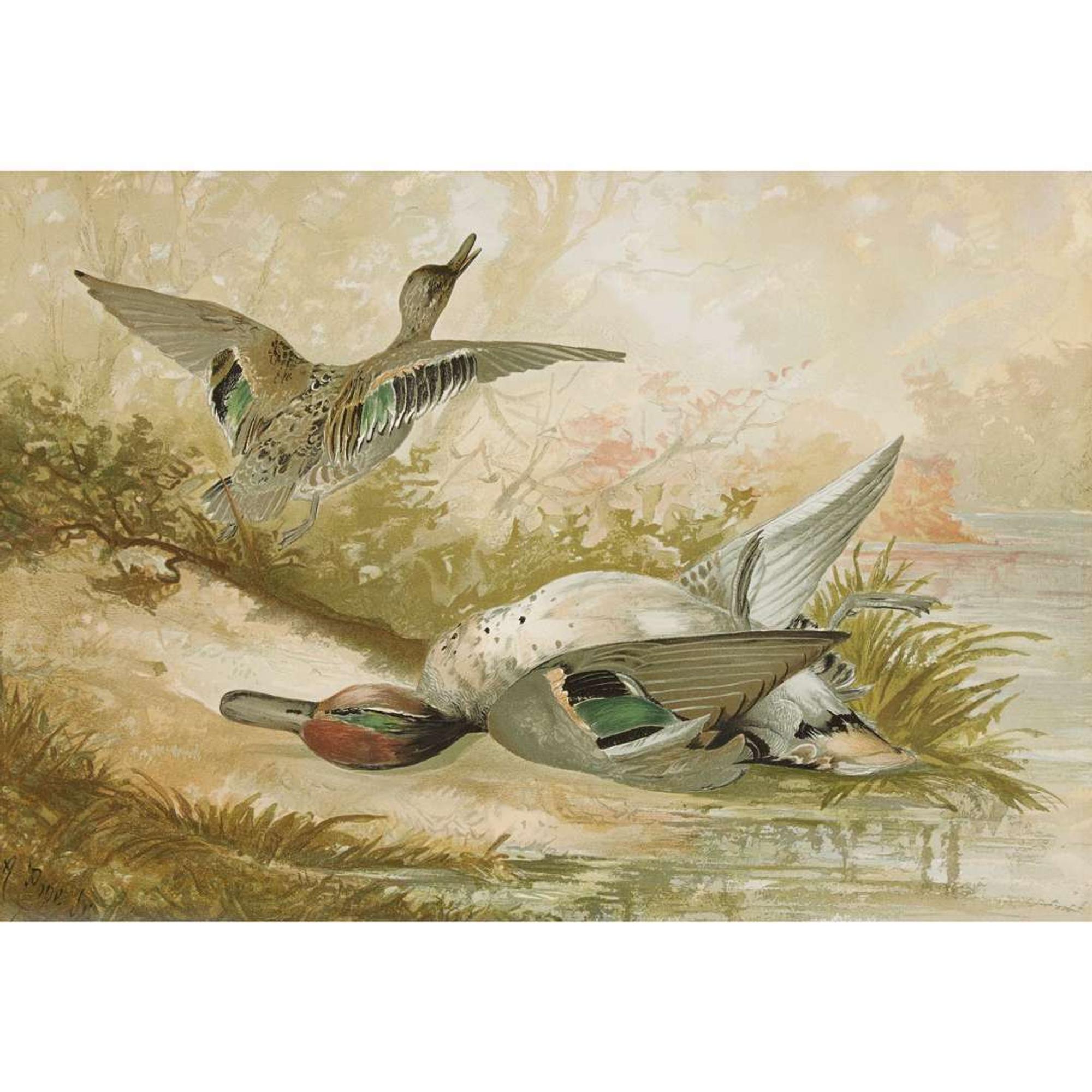 ALEXANDER POPE JUNIOR (AMERICAN 1849-1924) "BLACK DUCK" FROM UPLAND GAME BIRDS AND WATERFOWL OF THE UNITED STATES