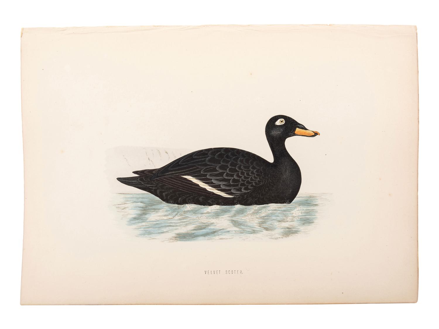 A Collection of Engravings from A History of British Birds , Rev. Francis Orpen Morris (Irish, 1810-1893)