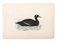 A Collection of Engravings from A History of British Birds , Rev. Francis Orpen Morris (Irish, 1810-1893)