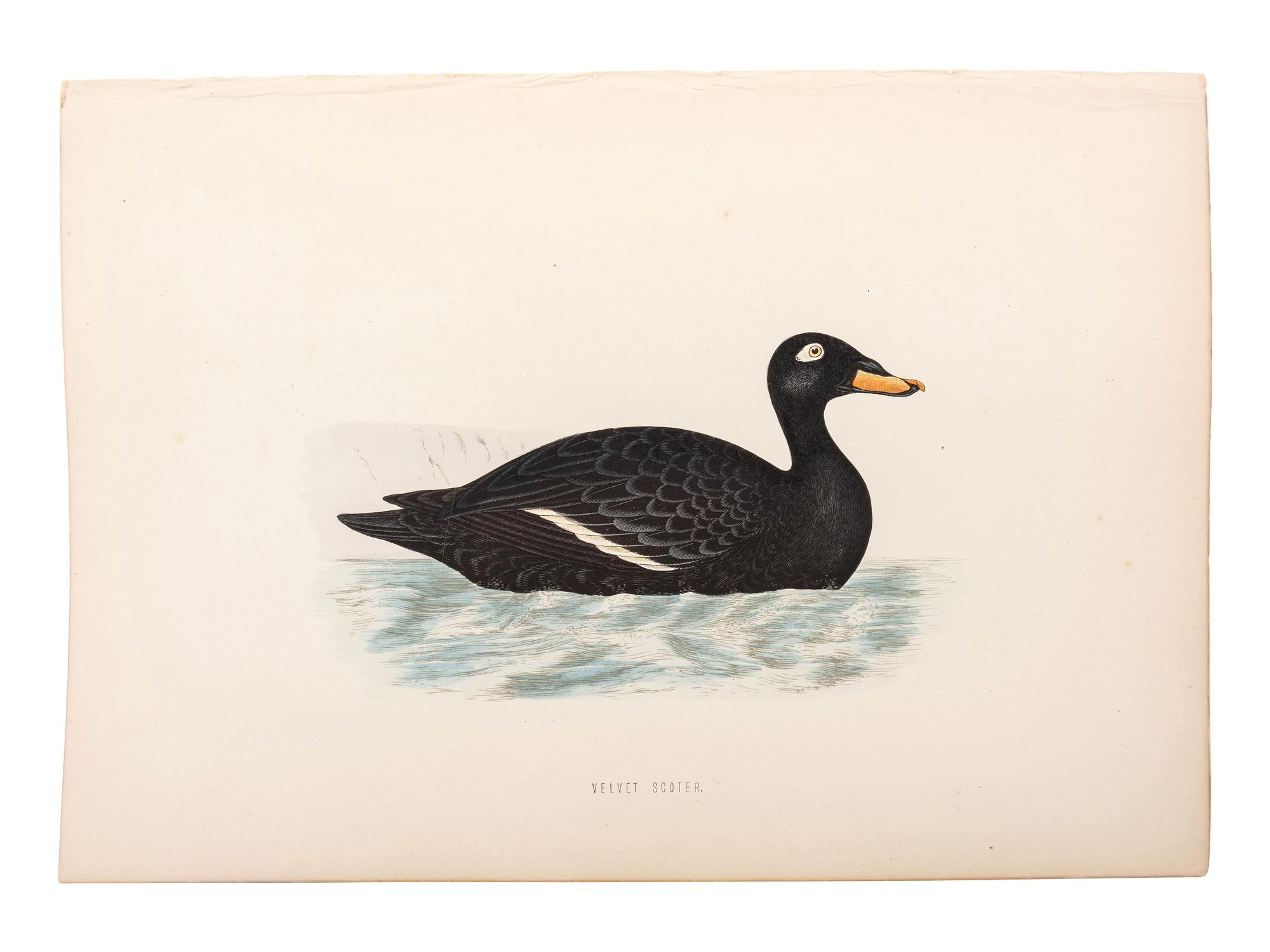 A Collection of Engravings from A History of British Birds , Rev. Francis Orpen Morris (Irish, 1810-1893)