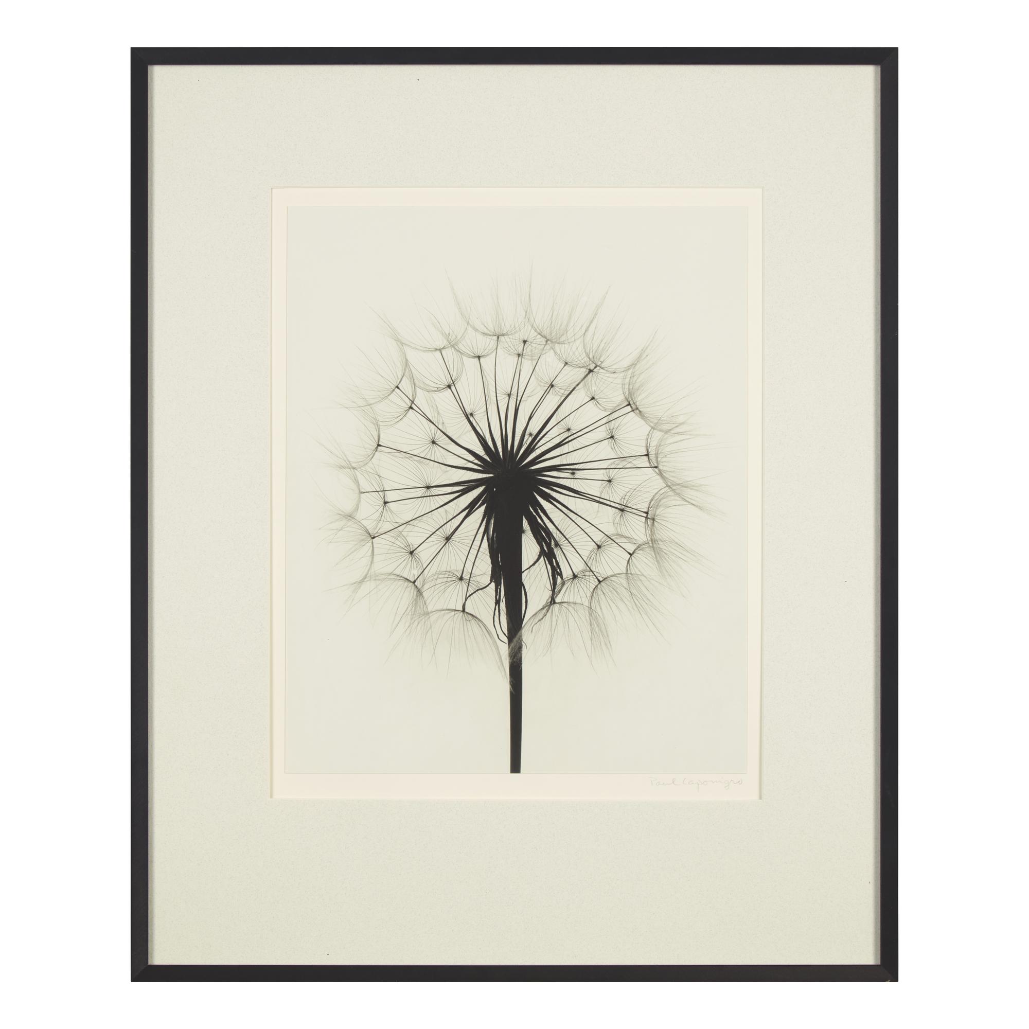 Paul Caponigro (American, 1932-2024) — Scots Thistle, Rochester, NY , 1958