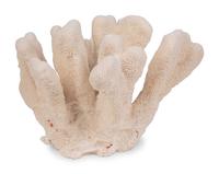 A Collection of Three White Coral Specimens