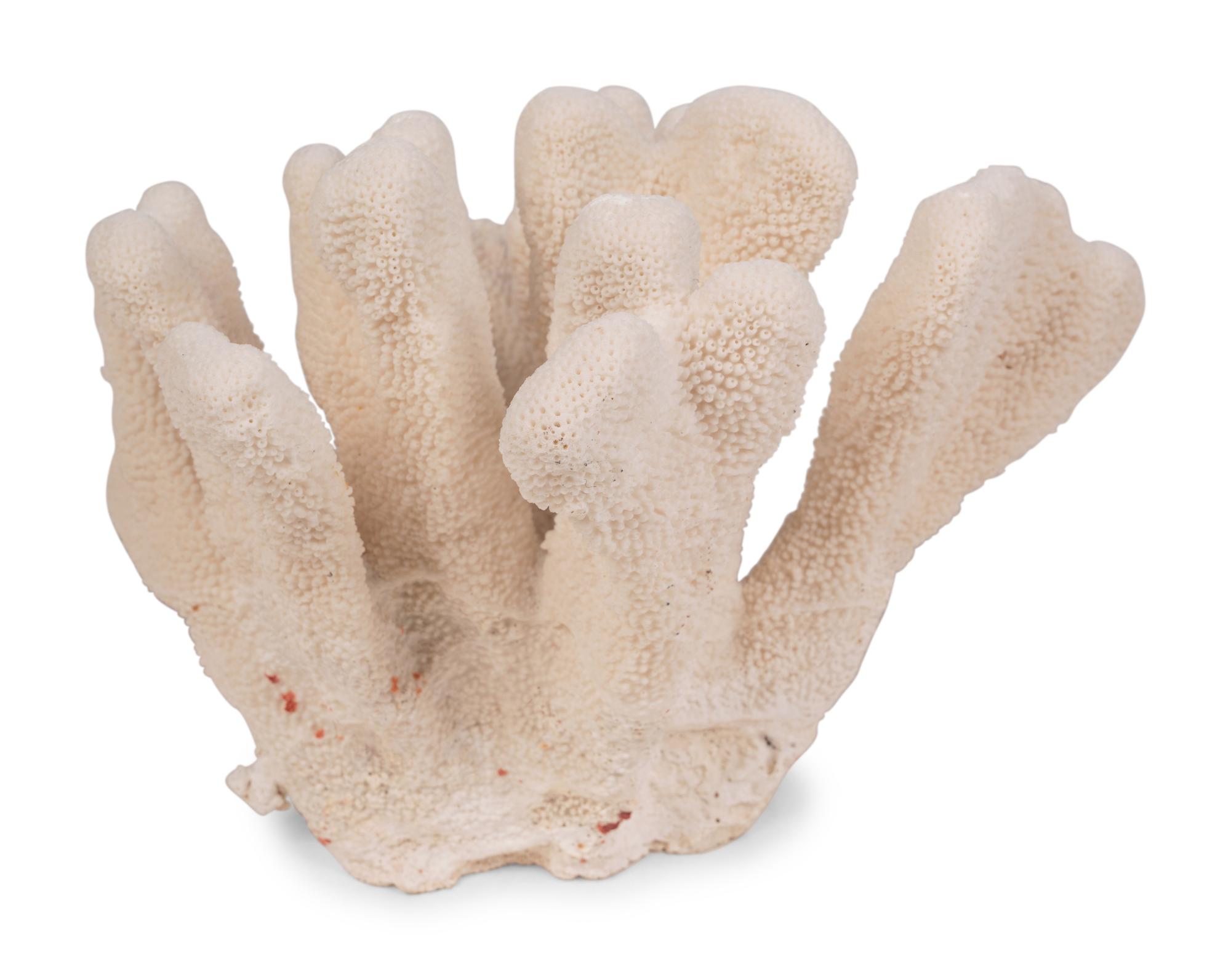 A Collection of Three White Coral Specimens