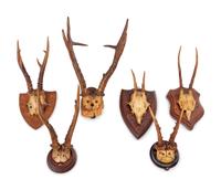 A Collection of Small Antler Mounts