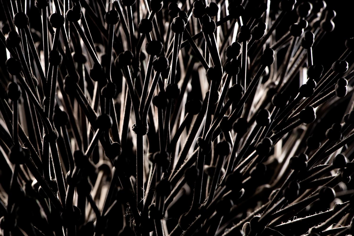 Untitled (Bush)
