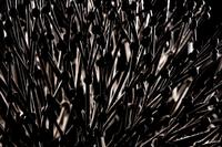 Untitled (Bush)