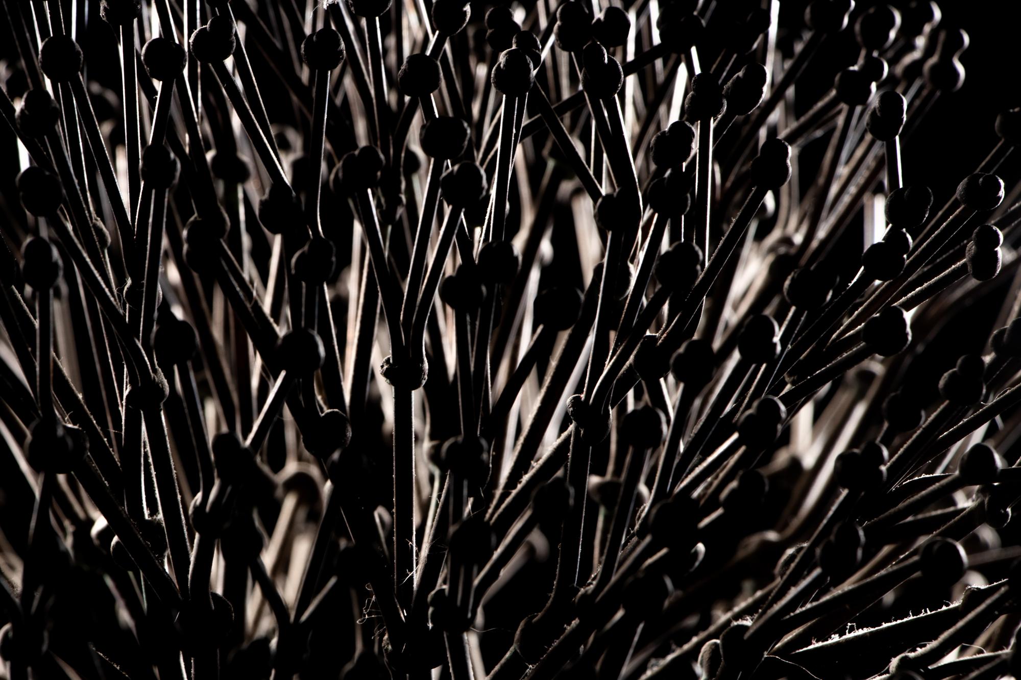 Untitled (Bush)