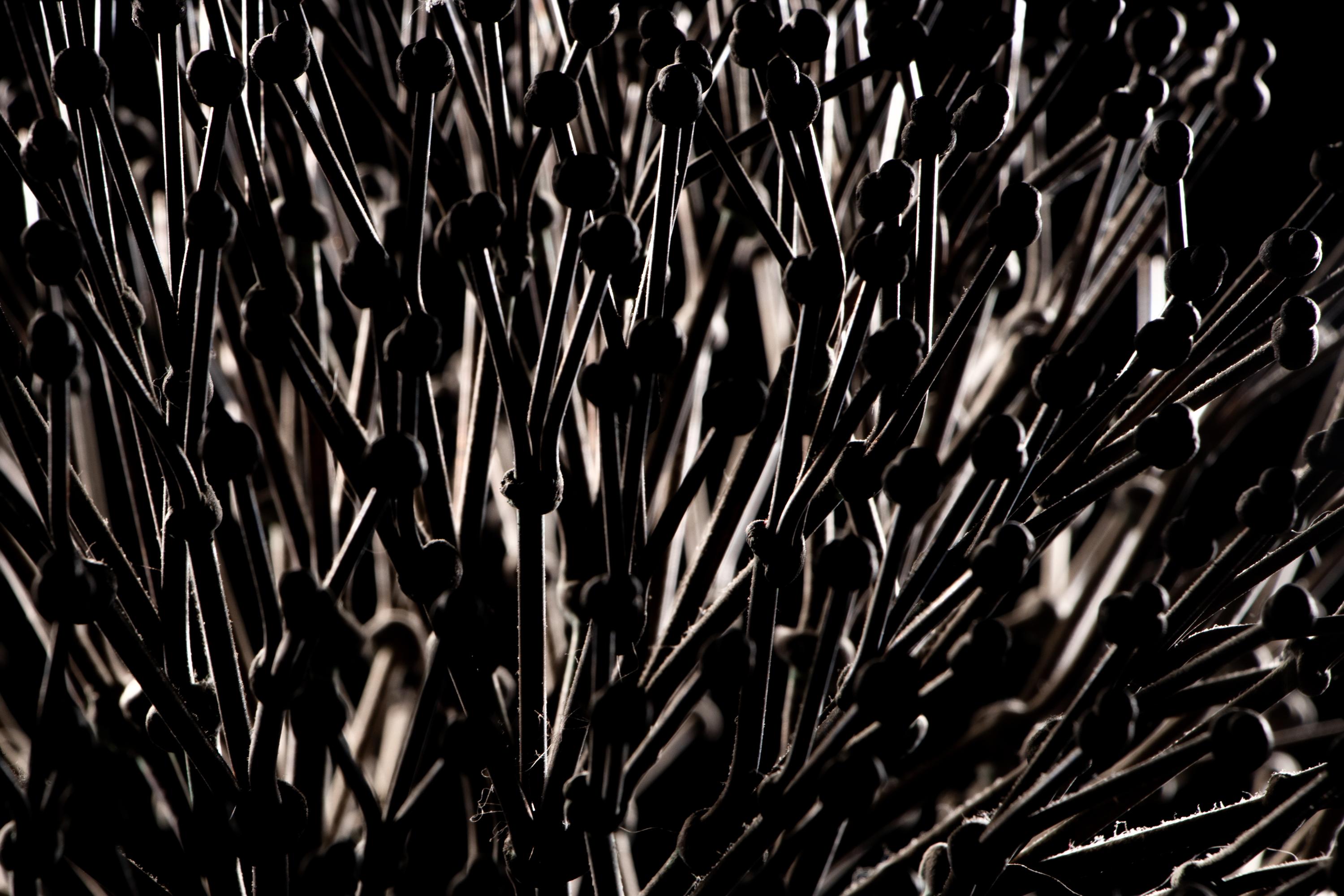 Untitled (Bush)