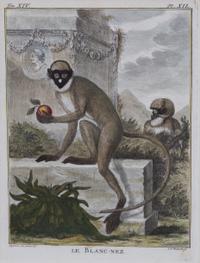 A Set of Five Hand-Colored Monkey Engravings
