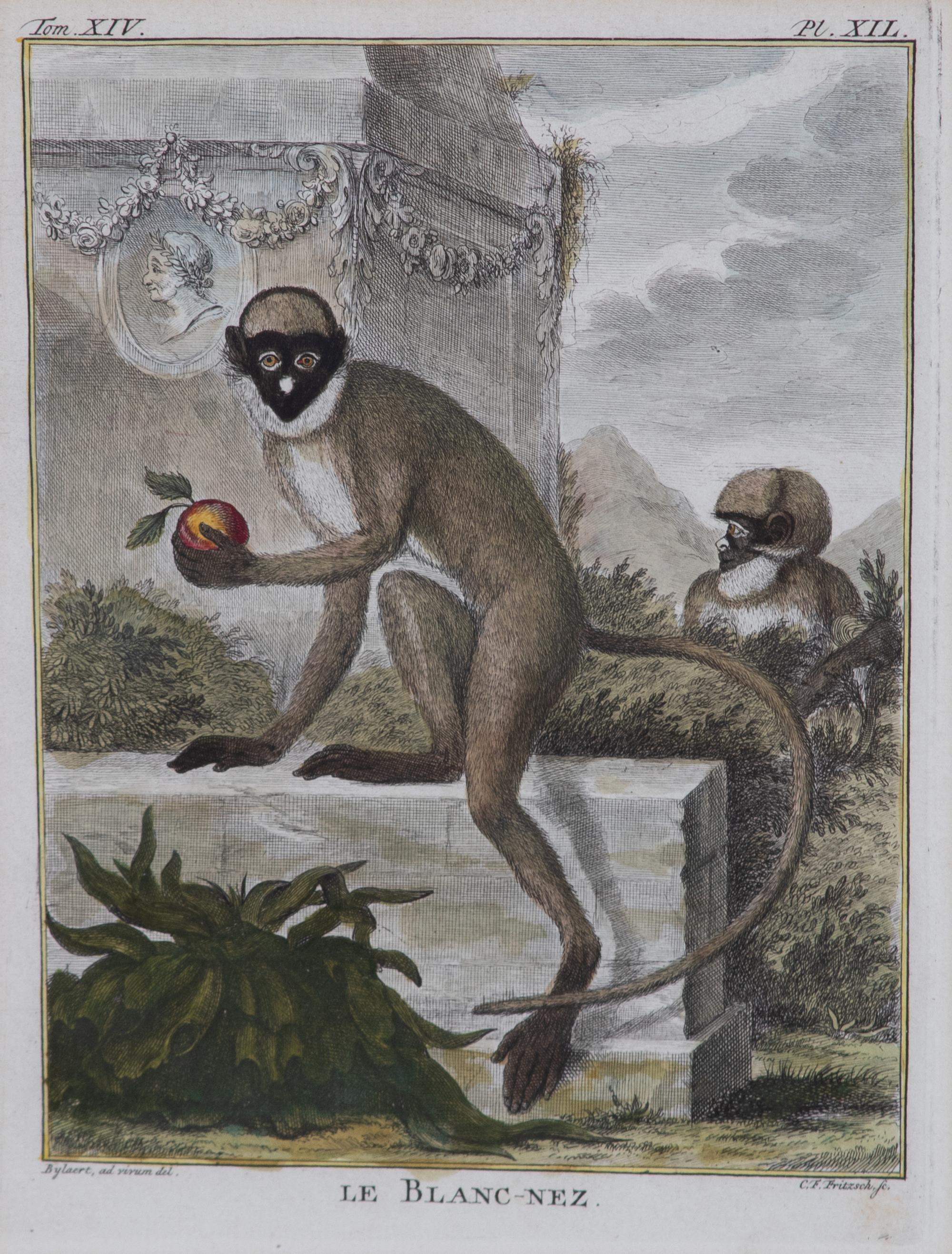 A Set of Five Hand-Colored Monkey Engravings