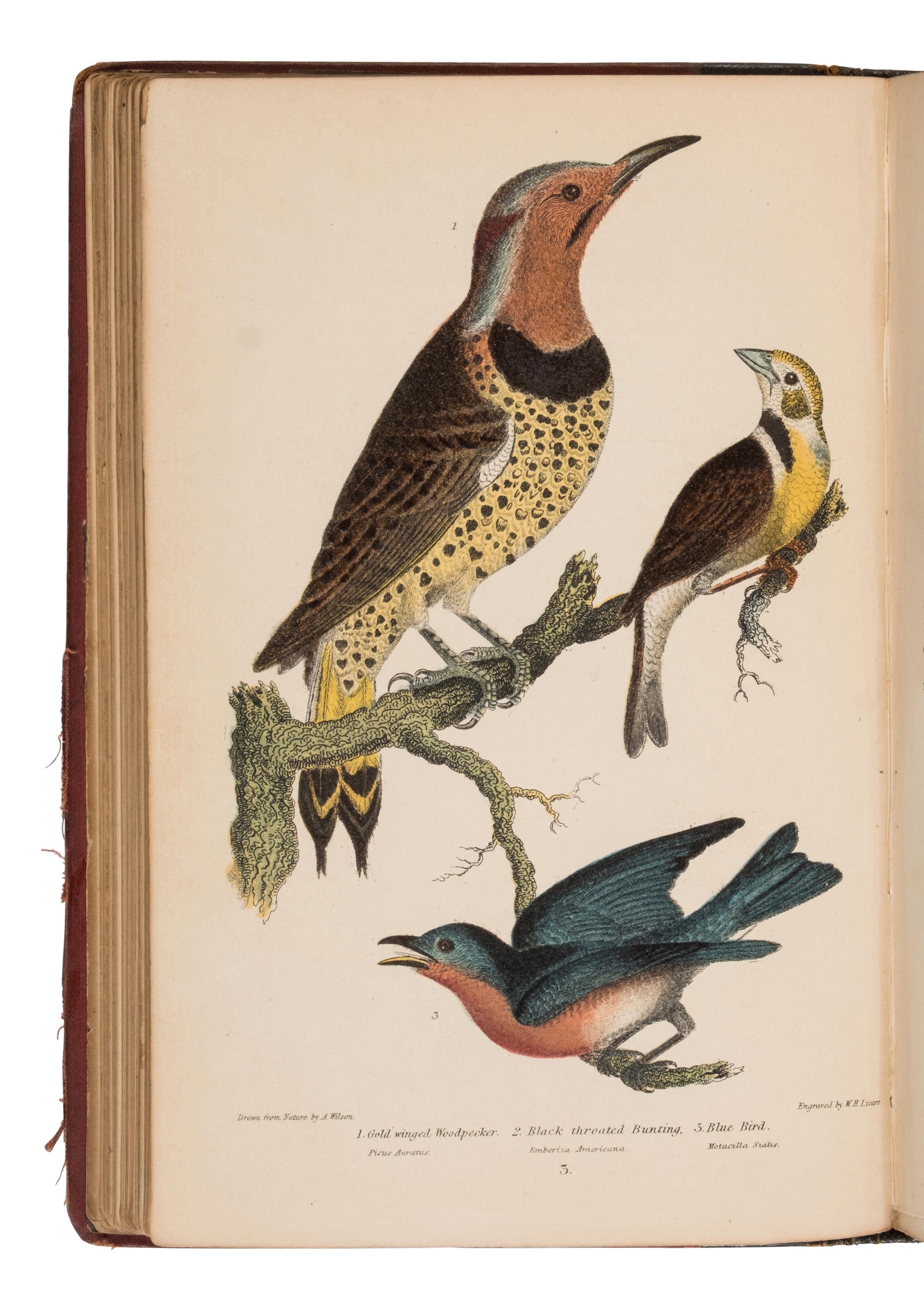 [Natural History] Wilson, Alexander and Charles Lucien Bonaparte. American Ornithology; or, The Natural History of the Birds of the United States