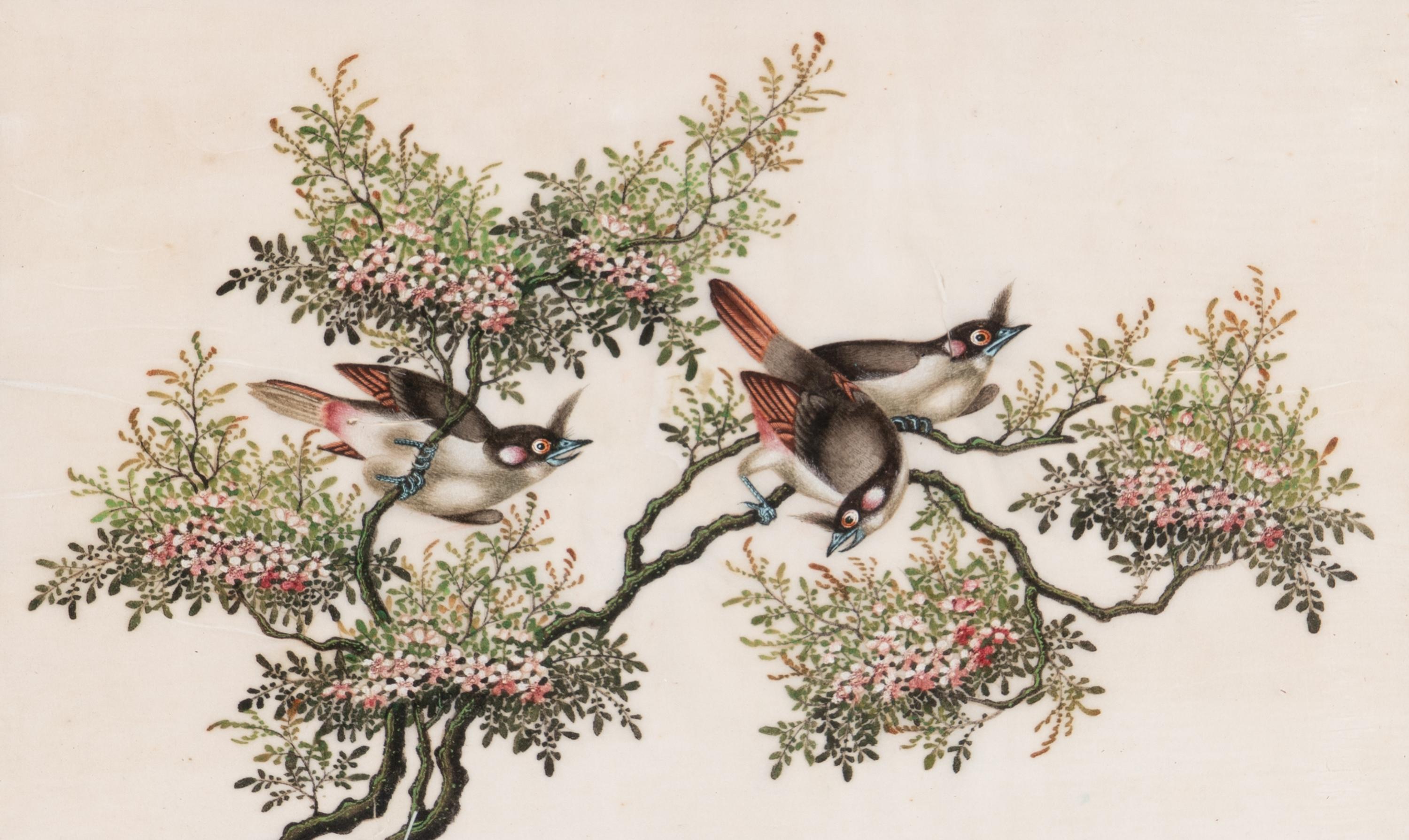 A Set of Twelve Chinese Export Watercolor and Pith Paintings of Exotic Birds