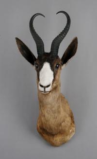 A Taxidermied Black Springbok Buck. Height 25 1/2 inches.