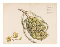 Hendrik Adriaan van Rheede tot Drakenstein, publisher (Dutch, active ca 1678-1693). 6 engraved plates from Hortus Indicus Malabaricus . [Amsterdam, ca 1686].