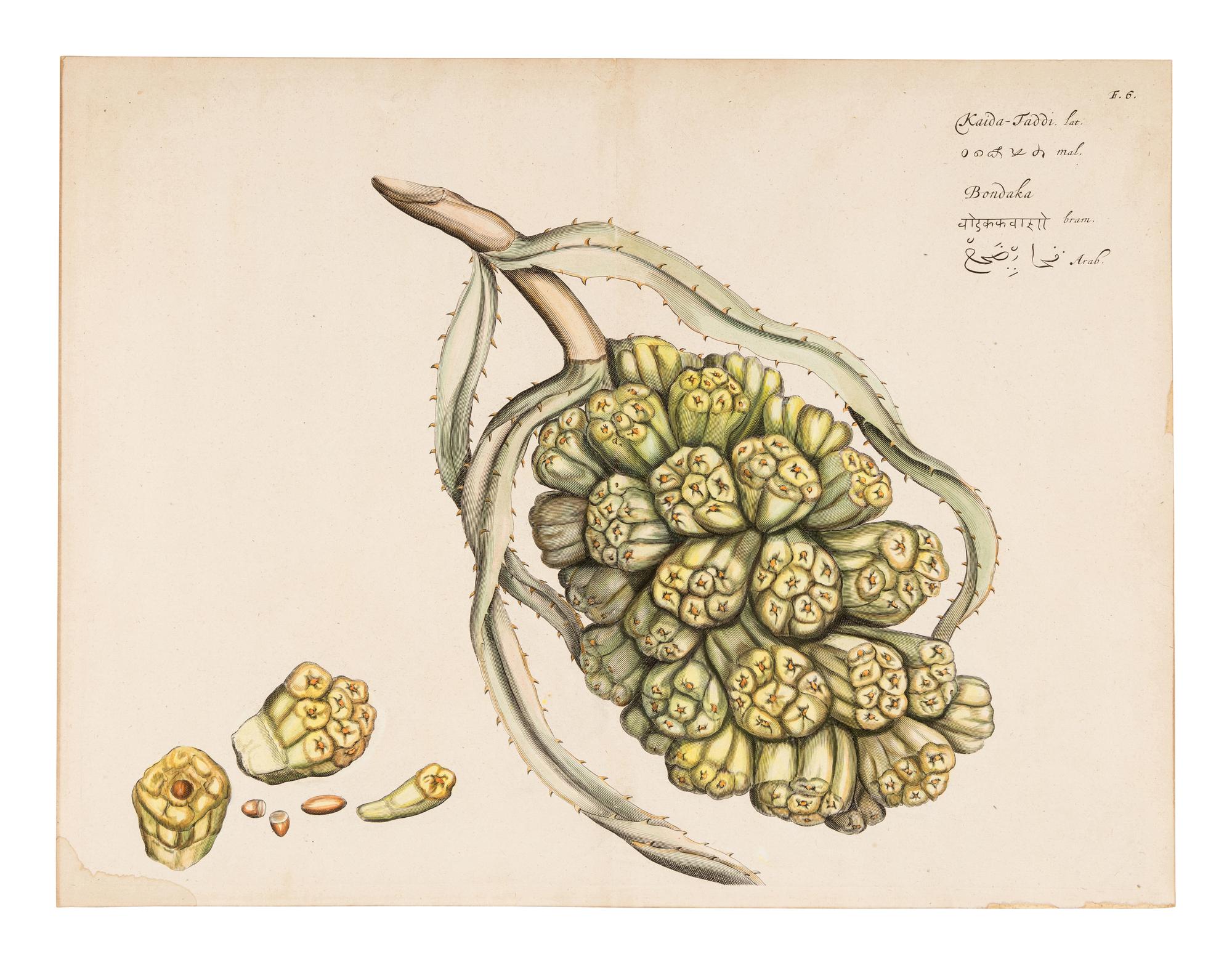 Hendrik Adriaan van Rheede tot Drakenstein, publisher (Dutch, active ca 1678-1693). 6 engraved plates from Hortus Indicus Malabaricus . [Amsterdam, ca 1686].