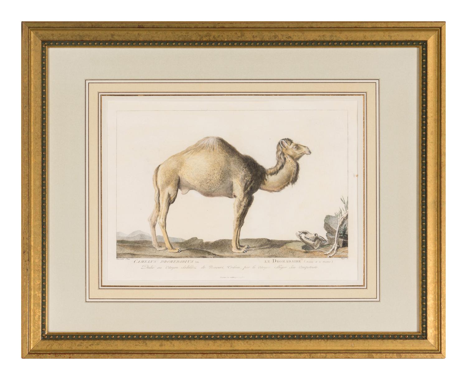 Two Printed Zoological Illustrations