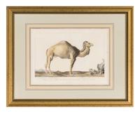 Two Printed Zoological Illustrations