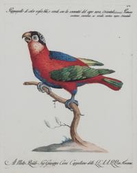A Pair of Italian Hand-Colored Engravings of Parrots