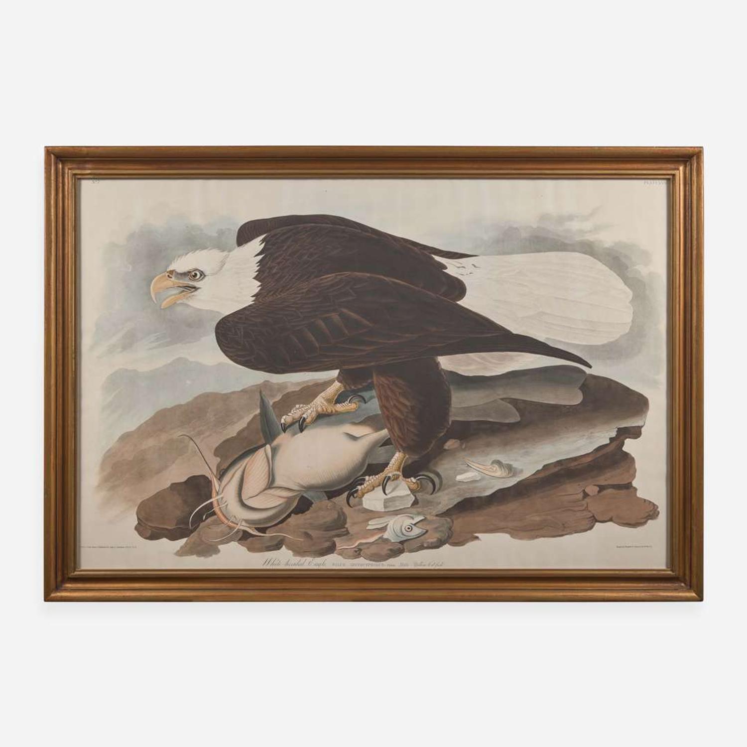 [Prints] Audubon, John J(ames). White-headed Eagle