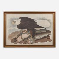 [Prints] Audubon, John J(ames). White-headed Eagle