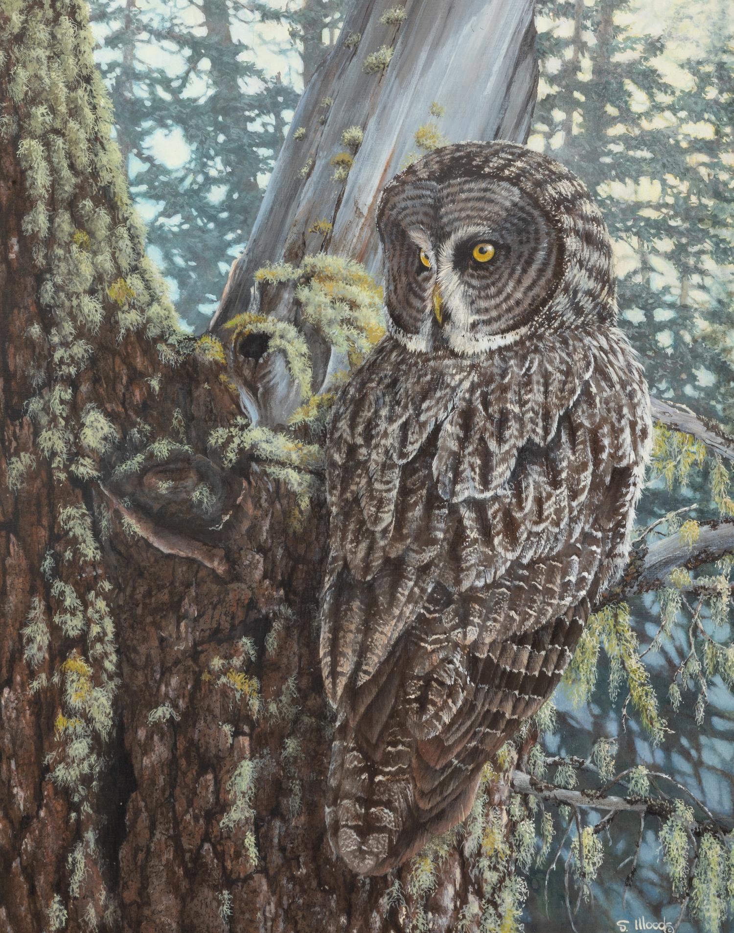 Forest Eyes , 1993