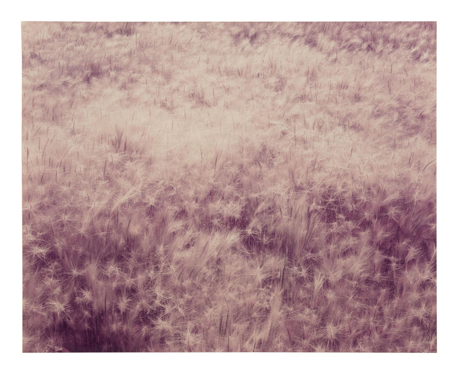 Summer Grass, Mono Lake