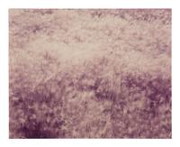 Summer Grass, Mono Lake