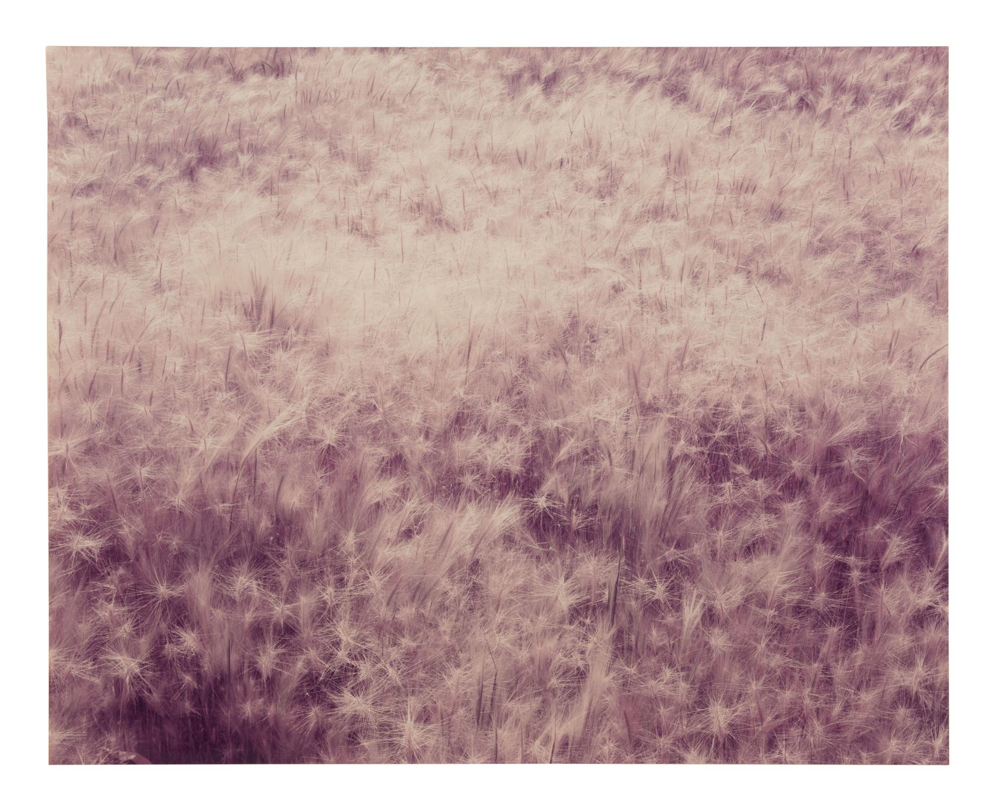 Summer Grass, Mono Lake