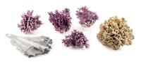 A Collection of Coral Width of widest 9 1/2 inches.