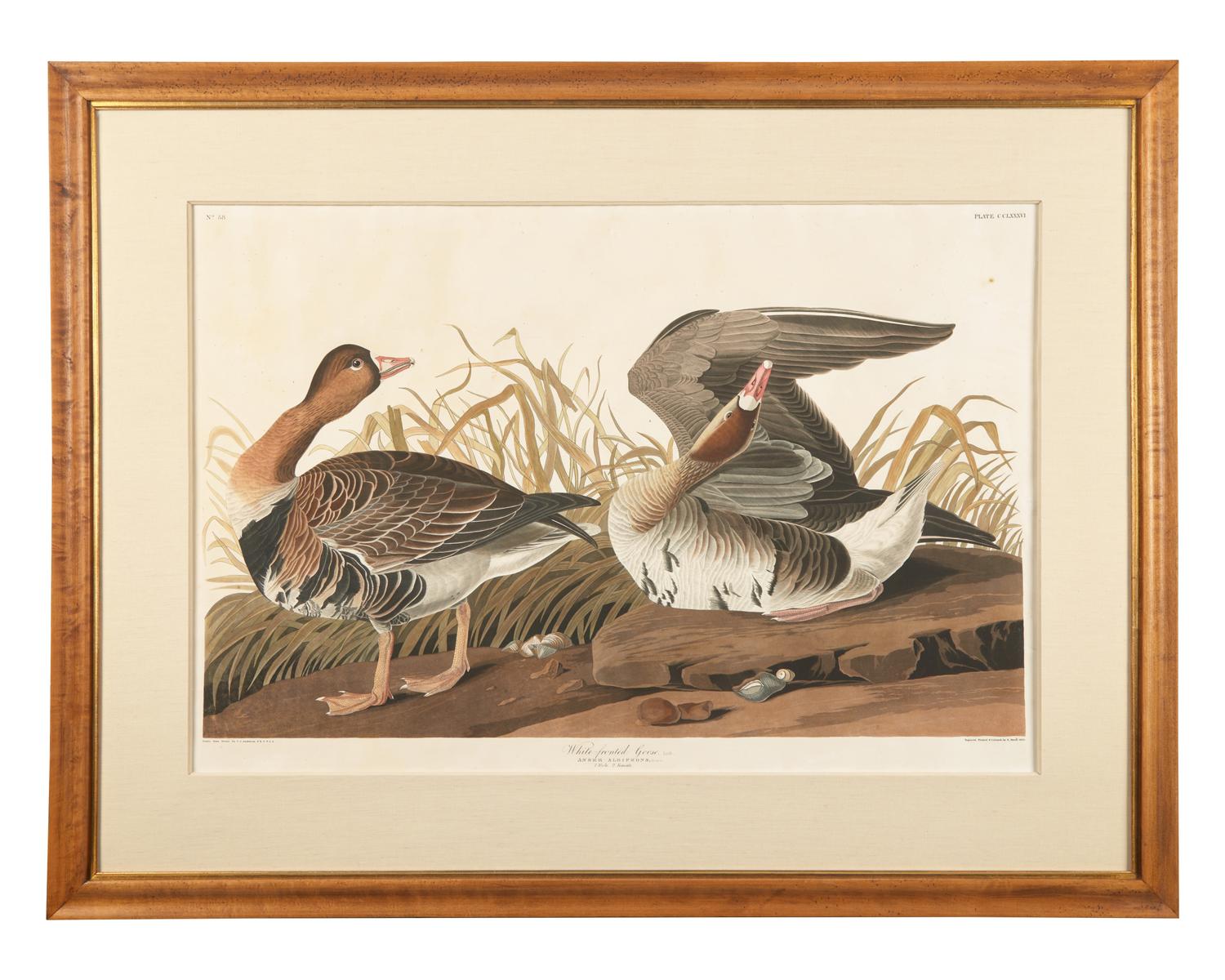 [Prints] Audubon, J(ohn). J(ames). White-fronted Goose