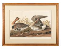 [Prints] Audubon, J(ohn). J(ames). White-fronted Goose