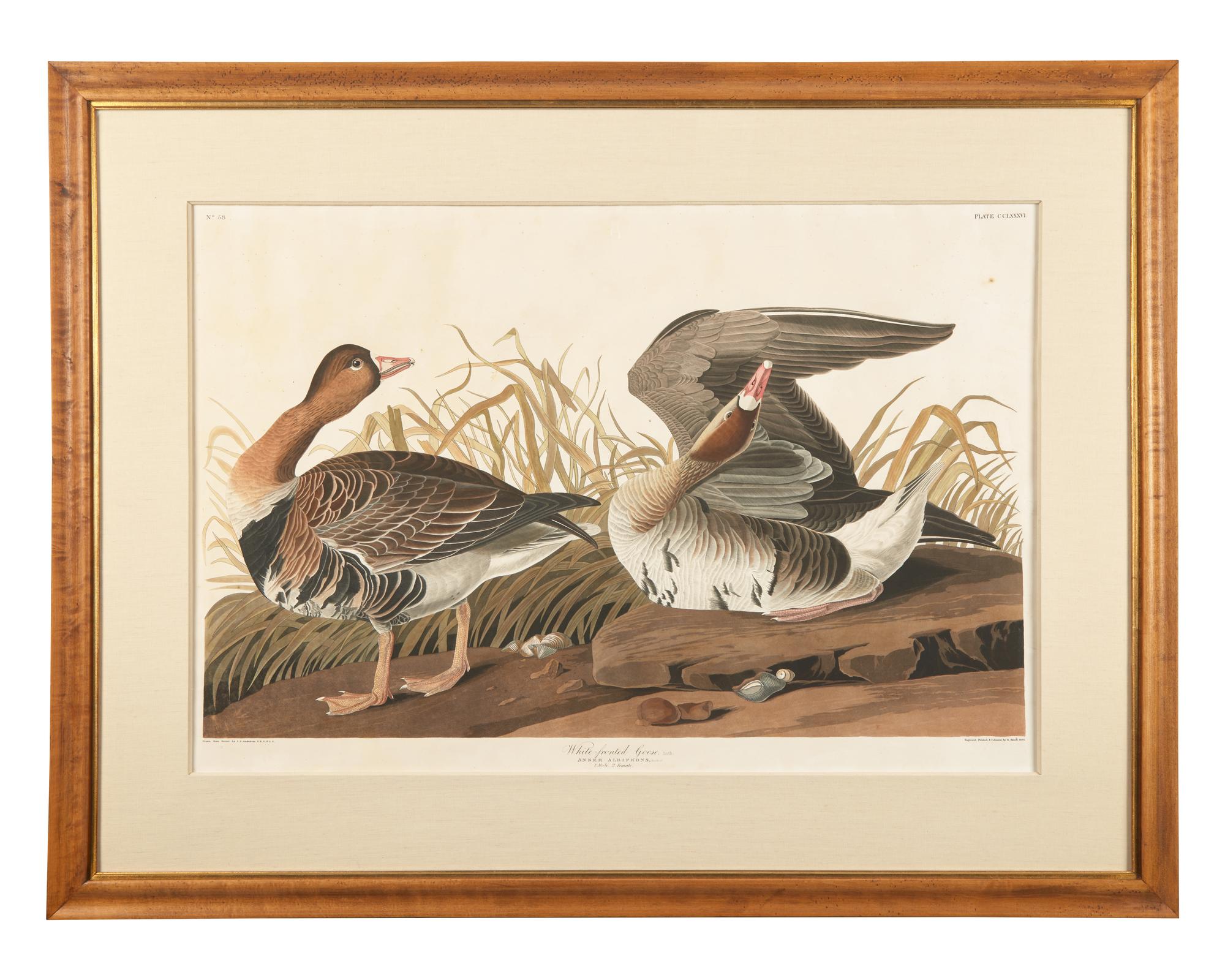 [Prints] Audubon, J(ohn). J(ames). White-fronted Goose