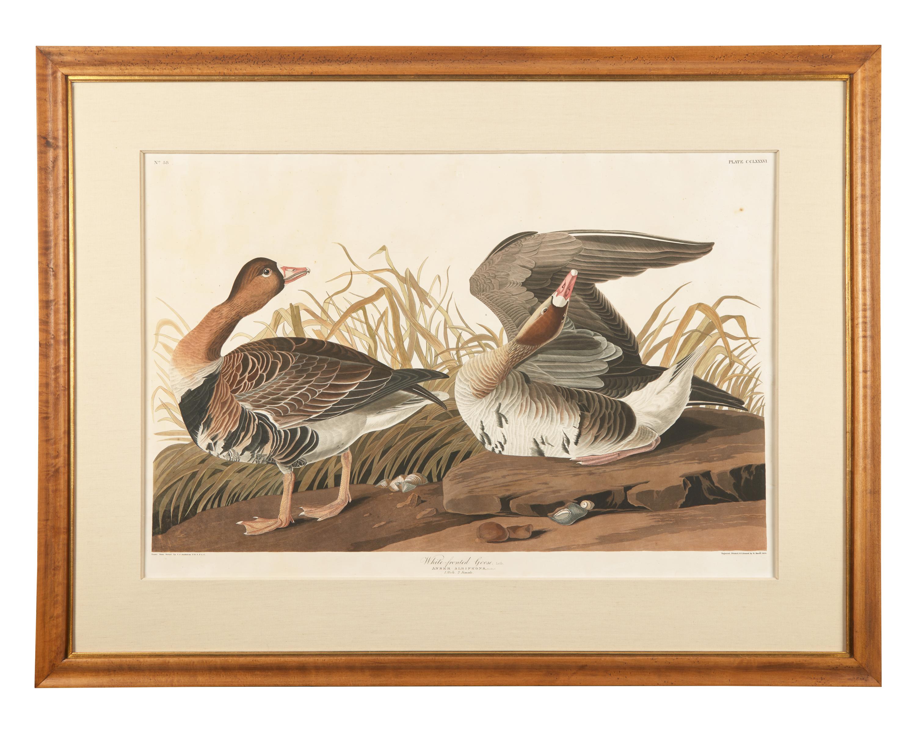 [Prints] Audubon, J(ohn). J(ames). White-fronted Goose