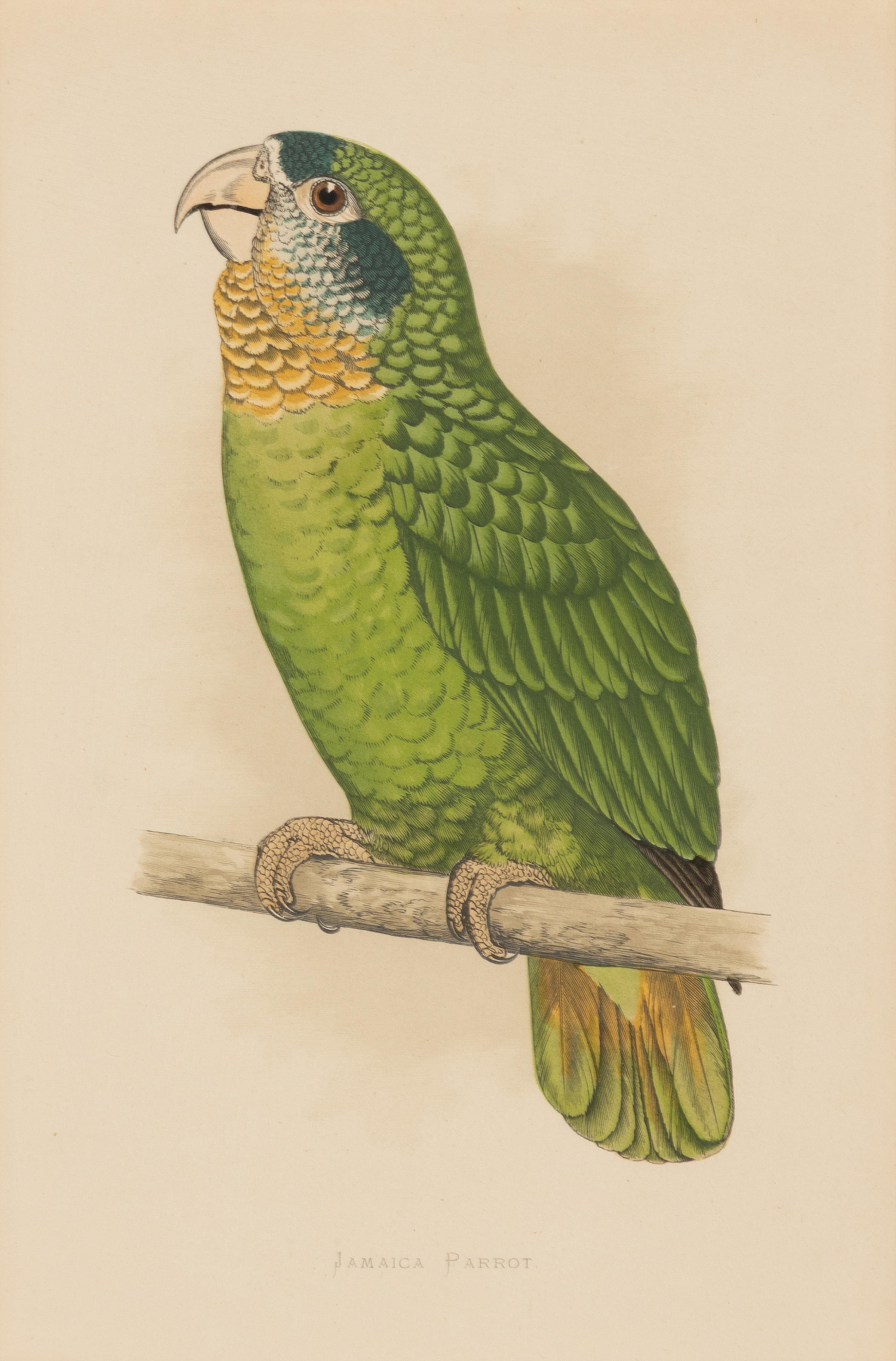 William Thomas Greene (English, 19th Century) — Parrots in Captivity (six plates, after Alexander F. Lydon)
