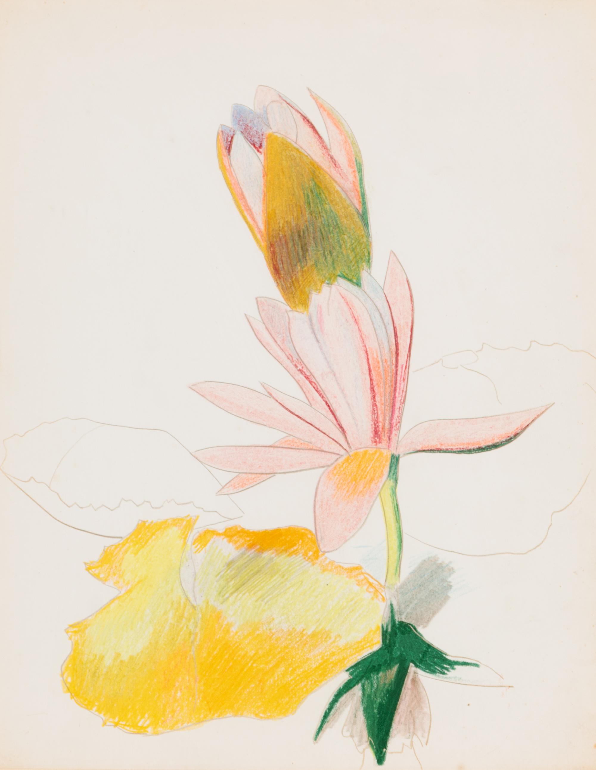 Two Magenta Waterlilies , c. 1930