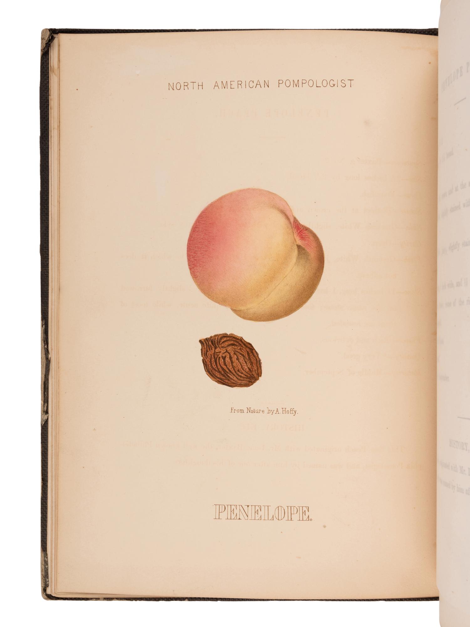 HOFFY, Alfred A. (1796-1872). Hoffy's North American Pomologist, containing numerous finely coloured drawings, accompanied by letter press descriptions, &c, of fruits of North American origin . Edited by William D. Brincklé. Book No. I [all published]. Philadelphia: prepared and published by A. Hoffy, 1860.