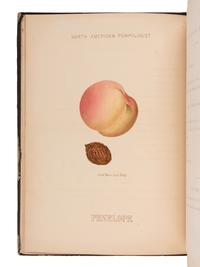 HOFFY, Alfred A. (1796-1872). Hoffy's North American Pomologist, containing numerous finely coloured drawings, accompanied by letter press descriptions, &c, of fruits of North American origin . Edited by William D. Brincklé. Book No. I [all published]. Philadelphia: prepared and published by A. Hoffy, 1860.