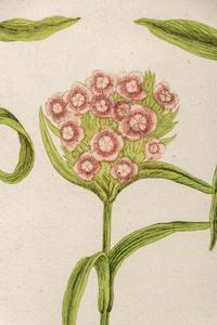 A Set of Six Hand-Colored Botanical Engravings