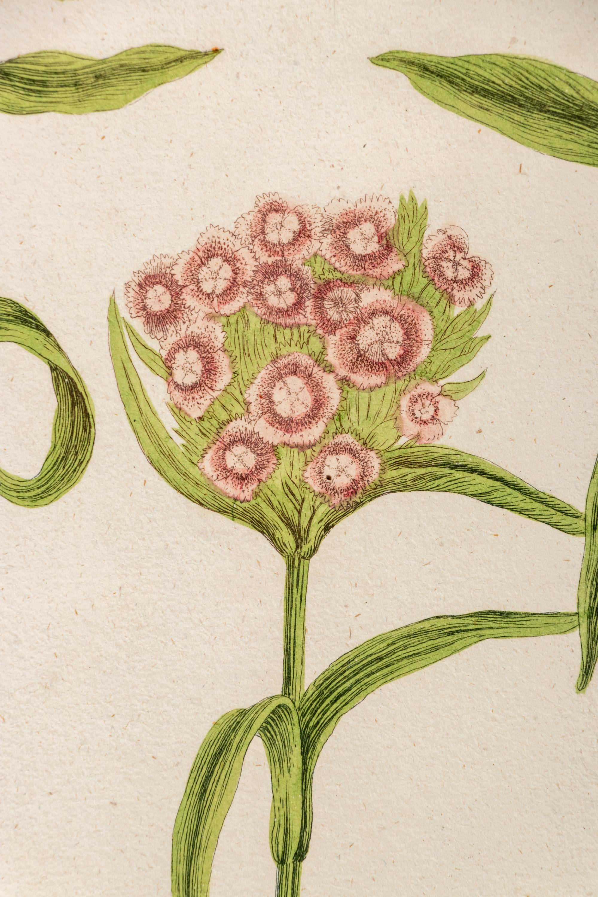 A Set of Six Hand-Colored Botanical Engravings