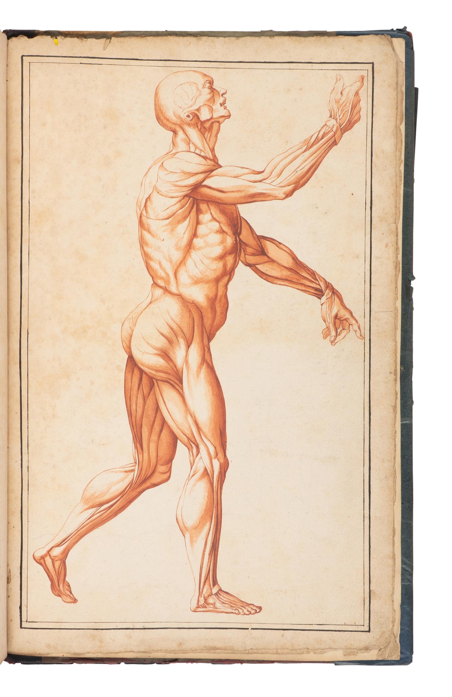 [SCIENCE & MEDICINE -MANUSCRIPT]. [After TORTEBAT, Francois (c 1616-1690), illustrator. -- PILES, Roger de (1635-1709)]. "Abrege d'Anatomie Accommode aux Arts de Peinture et de Sculpture. " [France, ca 17th- early 18th century].