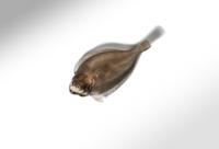 A Fabergé Carved Smoky-Quartz and Diamond-Inset Figure of a Fish