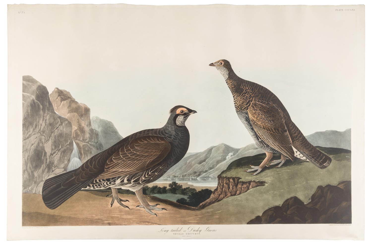 AUDUBON, John James (1785-1851) Long-tailed or Dusky Grous (Plate CCCLXI) Dendeagapus obscurus