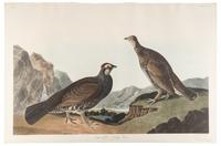 AUDUBON, John James (1785-1851) Long-tailed or Dusky Grous (Plate CCCLXI) Dendeagapus obscurus