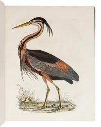 [NATURAL HISTORY]. SELBY, Prideaux John (1788-1867). Plates to Selby’s Illustrations of British Ornithology. Edinburgh: Archibald Constable & Co. and Hurst Robinson & Co.; Edinburgh, London, and Dublin: W. H. Lizars, Longman, Rees, Orme, Brown, Green & Longman, and W. Curry, [1833-] 1834.