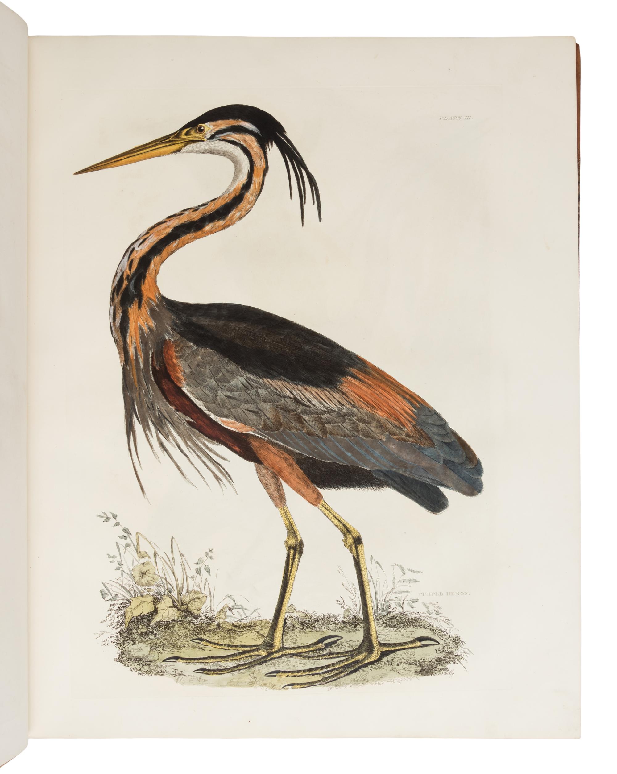 [NATURAL HISTORY]. SELBY, Prideaux John (1788-1867). Plates to Selby’s Illustrations of British Ornithology. Edinburgh: Archibald Constable & Co. and Hurst Robinson & Co.; Edinburgh, London, and Dublin: W. H. Lizars, Longman, Rees, Orme, Brown, Green & Longman, and W. Curry, [1833-] 1834.