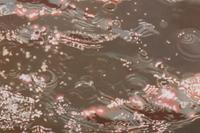 Splashed Water Echo Park #3