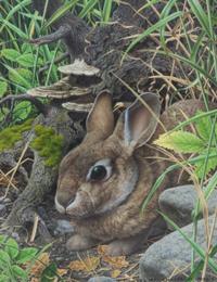 Axel Amuchastegui, (Argentinean, 1921-2002), Rabbit, 1983