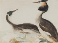 Great Crested Grebe