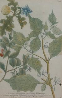 A Collection of Five Botanical Prints, Height of first overall 14 1/8 inches.