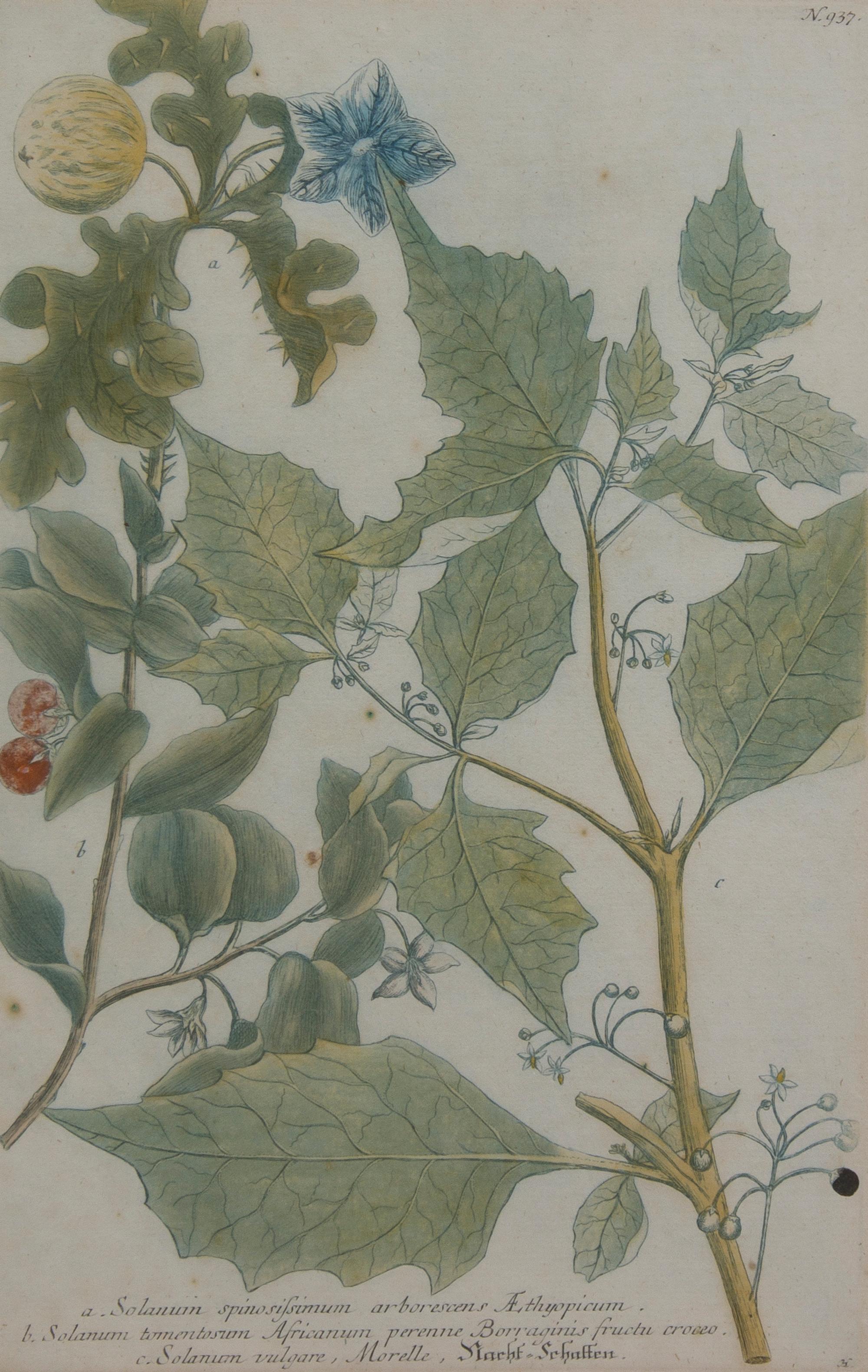 A Collection of Five Botanical Prints, Height of first overall 14 1/8 inches.